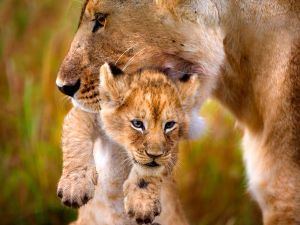 animal mom lioness carrying cub